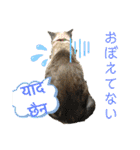 猫とネパール語4（個別スタンプ：30）