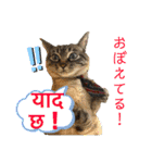 猫とネパール語4（個別スタンプ：31）