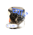 猫とネパール語4（個別スタンプ：38）