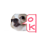dog tiwawan（個別スタンプ：1）