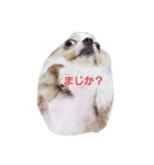 dog tiwawan（個別スタンプ：2）