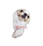 dog tiwawan（個別スタンプ：3）