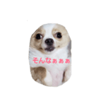dog tiwawan（個別スタンプ：4）