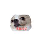 dog tiwawan（個別スタンプ：5）
