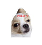 dog tiwawan（個別スタンプ：6）