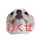 dog tiwawan（個別スタンプ：7）