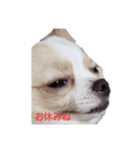 dog tiwawan（個別スタンプ：8）