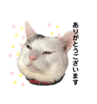 野良猫たまお（個別スタンプ：2）