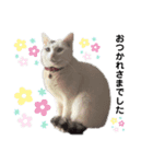 野良猫たまお-その2（個別スタンプ：2）