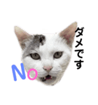 野良猫たまお-その2（個別スタンプ：3）