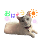 野良猫たまお-その2（個別スタンプ：4）