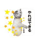 野良猫たまお-その2（個別スタンプ：5）