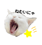 野良猫たまお-その2（個別スタンプ：6）