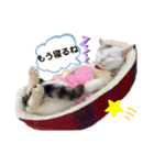 野良猫たまお-その2（個別スタンプ：8）