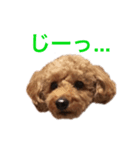 トイプードルのココちゃんスタンプ（個別スタンプ：5）