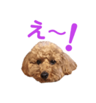 トイプードルのココちゃんスタンプ（個別スタンプ：8）