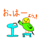 キリッとインコちゃん（個別スタンプ：1）