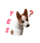 Mocha Puppy スタンプ（個別スタンプ：2）