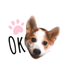 Mocha Puppy スタンプ（個別スタンプ：7）