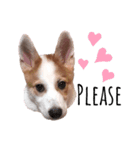 Mocha Puppy スタンプ（個別スタンプ：8）