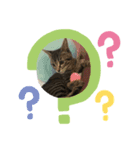 猫と犬CAT＆DOG（個別スタンプ：1）