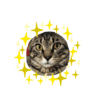 猫と犬CAT＆DOG（個別スタンプ：7）