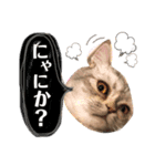 みーこのスタンプその1+（個別スタンプ：5）