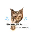 みーこのスタンプその1+（個別スタンプ：6）