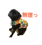 黒パグ虎哲5（個別スタンプ：7）