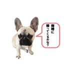 僕の名はトッティ2（個別スタンプ：4）