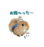 ふわふわもみたん（個別スタンプ：2）