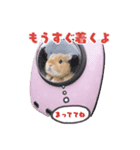 ふわふわもみたん（個別スタンプ：3）
