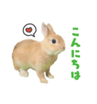 ふわふわもみたん（個別スタンプ：4）