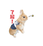 ふわふわもみたん（個別スタンプ：5）