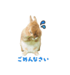 ふわふわもみたん（個別スタンプ：7）