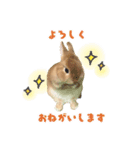 ふわふわもみたん（個別スタンプ：8）