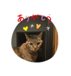 nekochan. s（個別スタンプ：1）