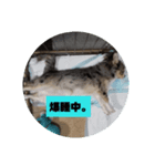 わんこ くっきースタンプ（個別スタンプ：4）