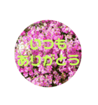 花 葉 ピース（個別スタンプ：1）
