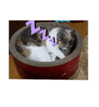 我が家の自己満足
スタンプ（個別スタンプ：5）