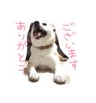 実写柴犬スタンプ（個別スタンプ：1）