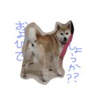 実写柴犬スタンプ（個別スタンプ：2）