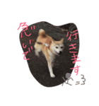 実写柴犬スタンプ（個別スタンプ：3）