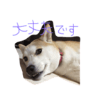 実写柴犬スタンプ（個別スタンプ：4）