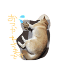 実写柴犬スタンプ（個別スタンプ：5）