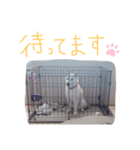 実写柴犬スタンプ（個別スタンプ：7）