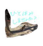 実写柴犬スタンプ（個別スタンプ：8）