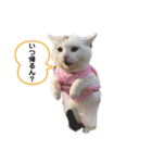 野良ちゃんたまおの日常（個別スタンプ：3）