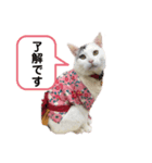 野良ちゃんたまおの日常（個別スタンプ：5）