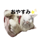 野良ちゃんたまおの日常（個別スタンプ：7）